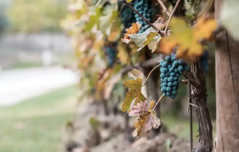 vigna-uva